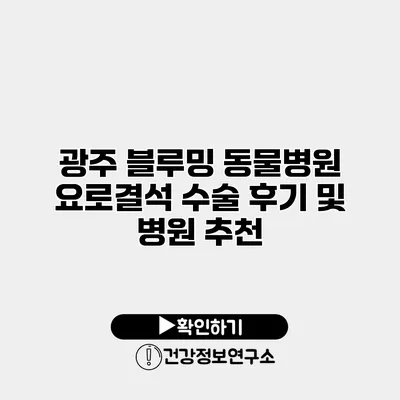 광주 블루밍 동물병원 요로결석 수술 후기 및 병원 추천