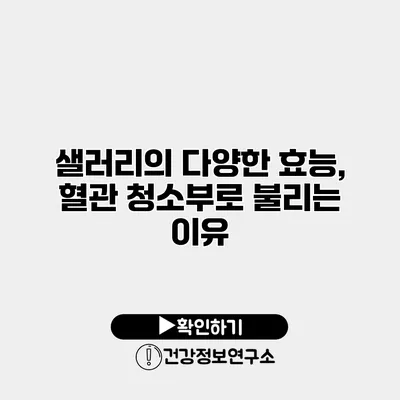 샐러리의 다양한 효능, 혈관 청소부로 불리는 이유