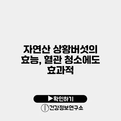 자연산 상황버섯의 효능, 혈관 청소에도 효과적